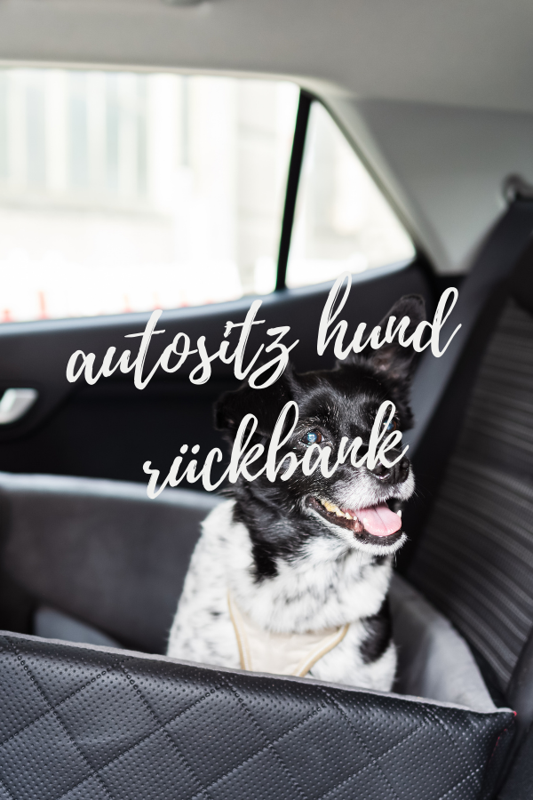 autositz hund rückbank